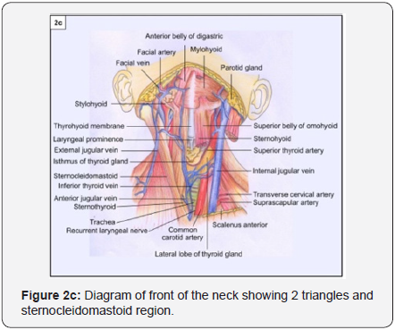 neck diagrams torrent