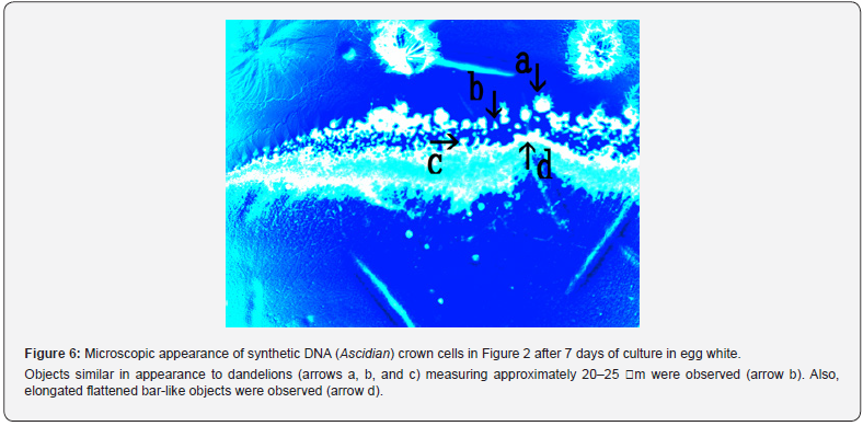 Click here to view Large Figure 6
