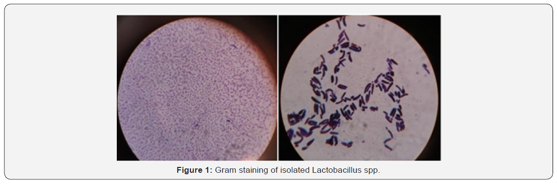 Днк lactobacillus spp