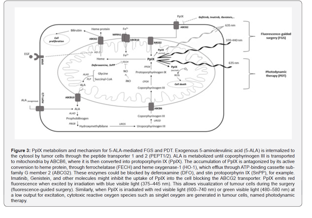 Click here to view Large Figure 3