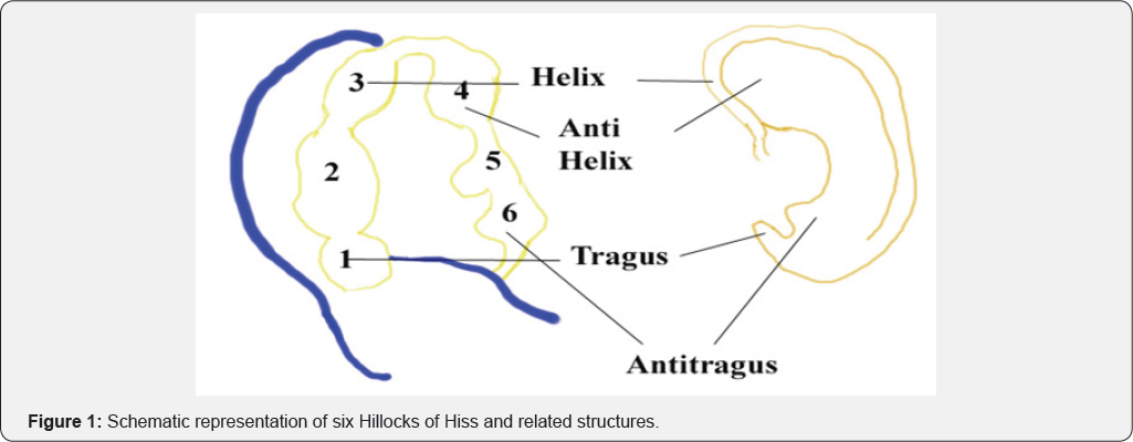 Journal Of Otolaryngology Open Access Journals Journal Of Otolaryngology Open Access Journals