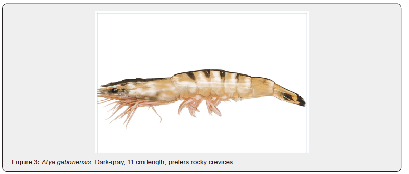 Click here to view Large Figure 3