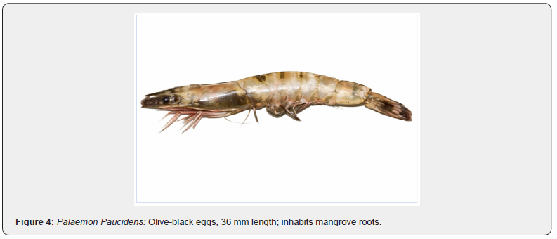 Click here to view Large Figure 4