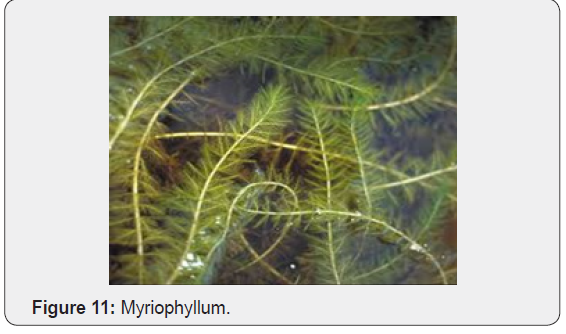 Common aquatic weeds found in Sri Lankan aquatic ecosystems: a