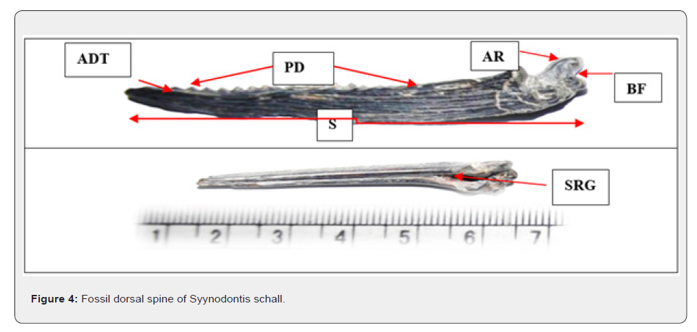Click here to view Large Figure 4
