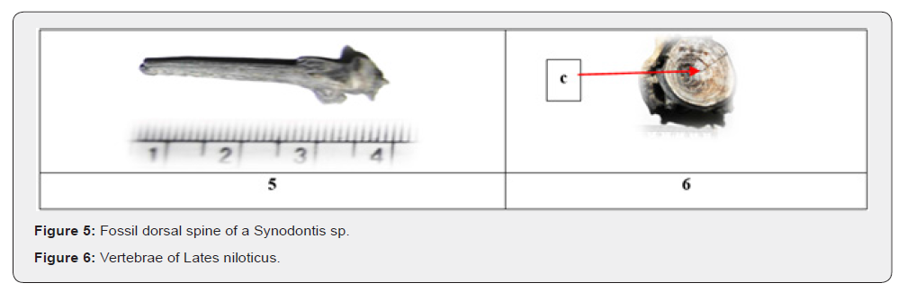 Click here to view Large Figure 5&6
