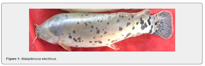 Click here to view Large Figure 1