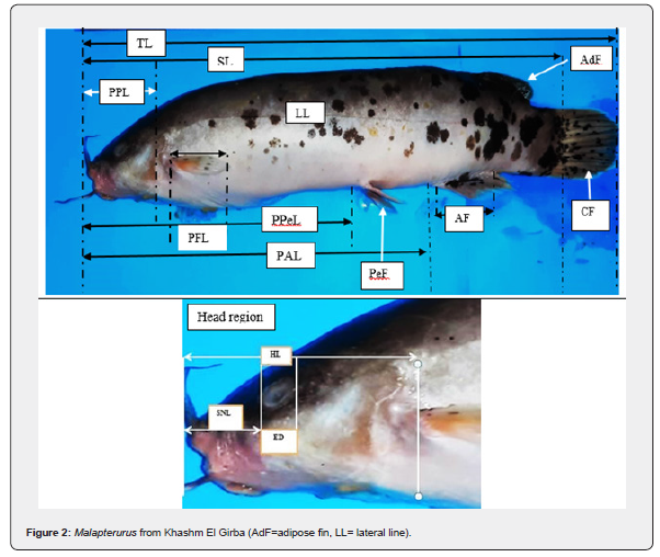 Click here to view Large Figure 2