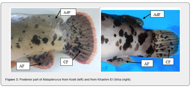 Click here to view Large Figure 3