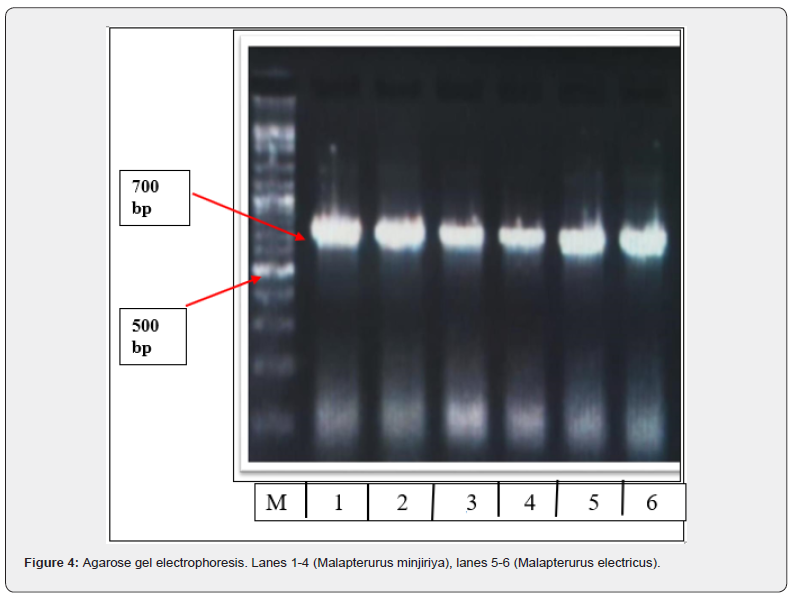 Click here to view Large Figure 4