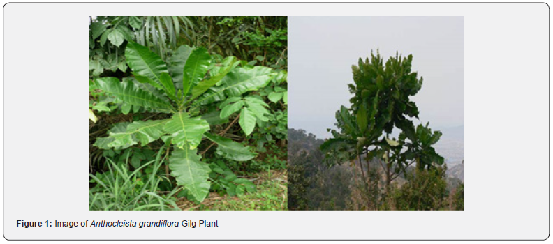 Click here to view Large Figure 1