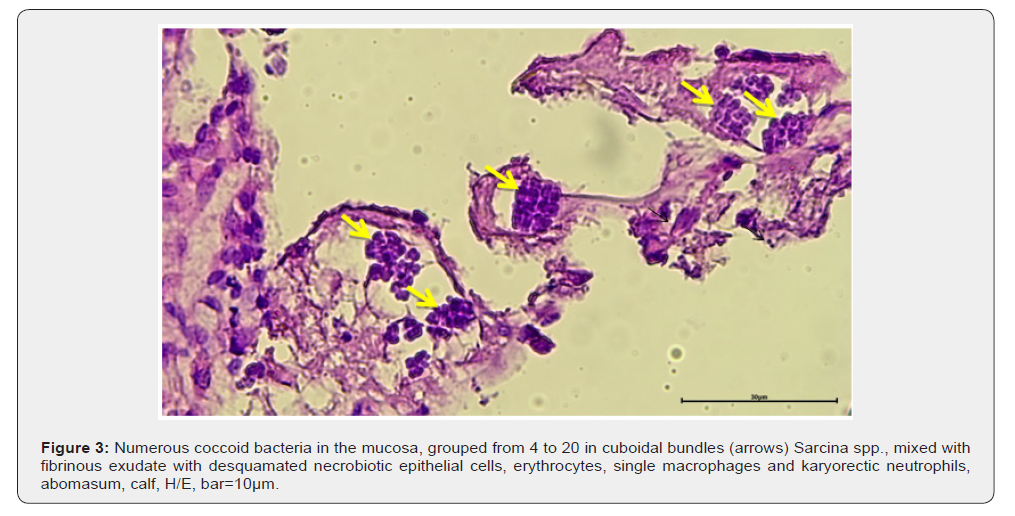 Click here to view Large Figure 3