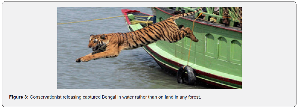 Bengal Tigers May Lose a Vital Habitat by 2070