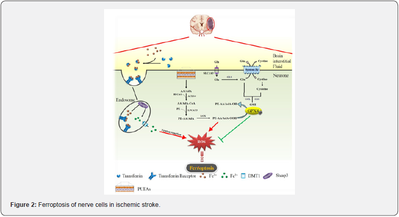 Click here to view Large Figure 2