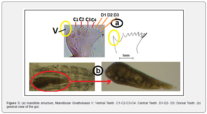 Click here to view Large Figure 3