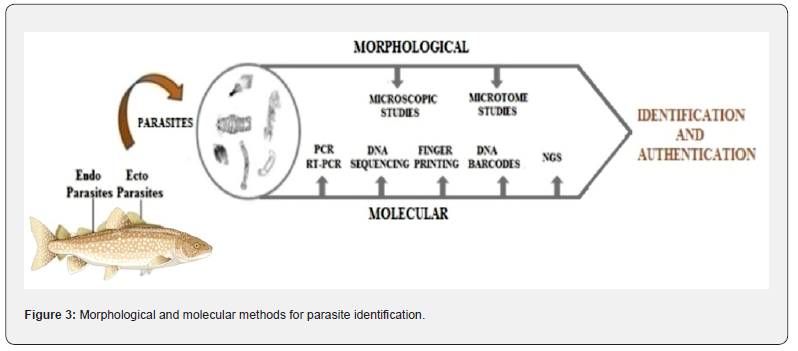Click here to view Large Figure 3