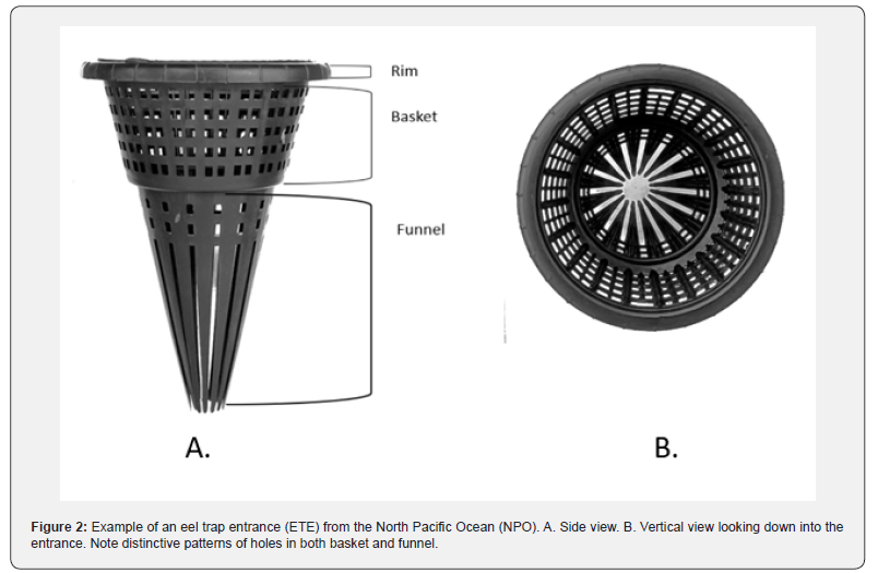 Click here to view Large Figure 2