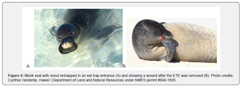 Click here to view Large Figure 4