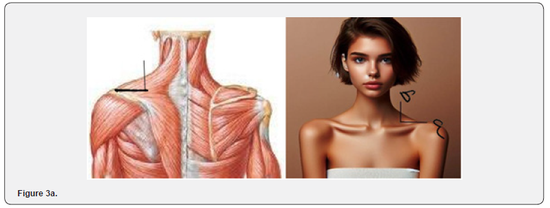 Click here to view Large Figure 3a