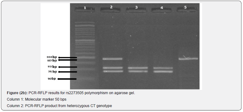 Click here to view Large Figure 2b